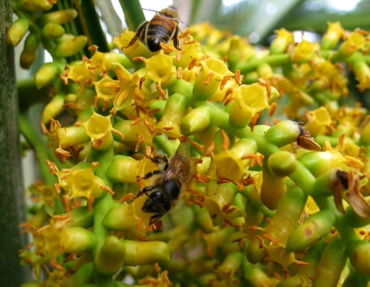 yellow flowers with bees and some nches