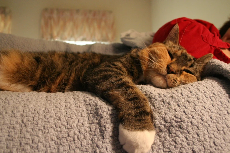 a cat is laying on the bed by its face