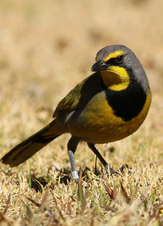 the bird with yellow and black feathers has long legs