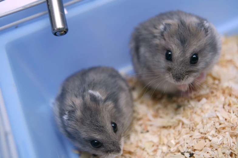 two baby hamsters in a crate eating out of it