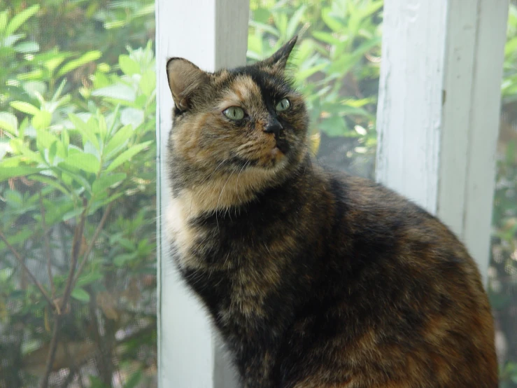 a calico cat looking out a window