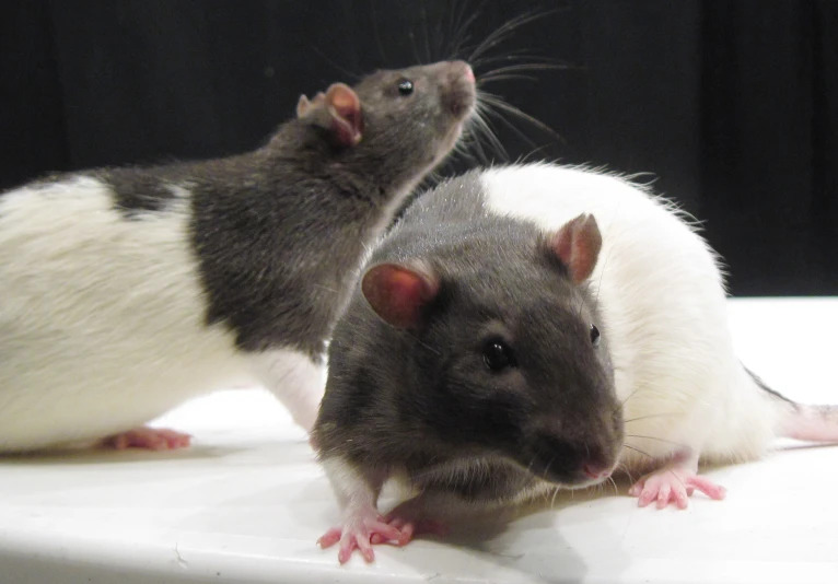 two different rat type animals sitting together on the white surface