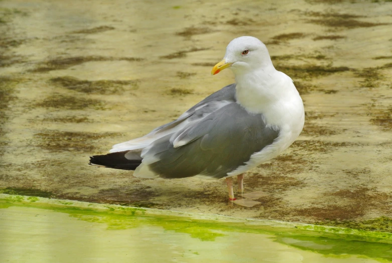 a seagull is standing on sand and algae