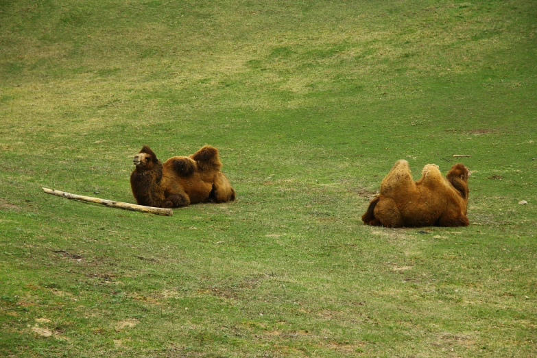 two camels are laying down in the grass