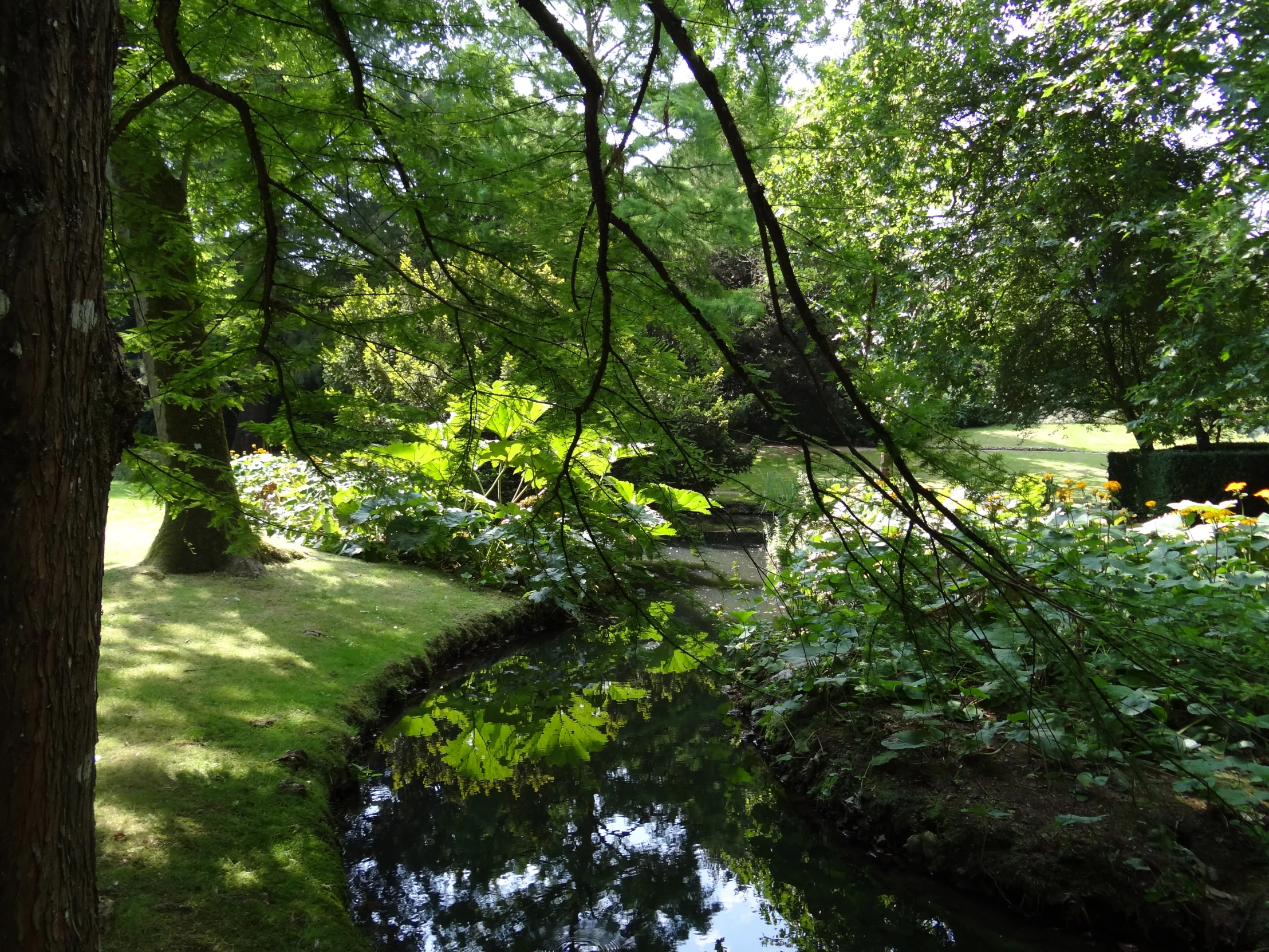 a small stream running through a lush green park