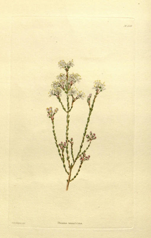 a plant with flowers and two long stems