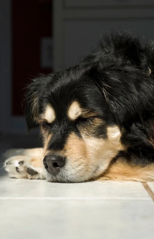 a large black dog laying on top of a white tile floor