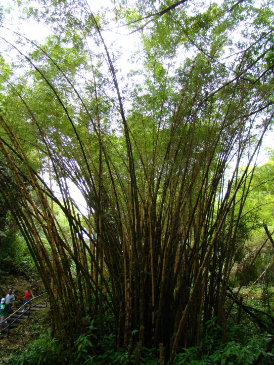 a group of trees in a forest that are growing very tall