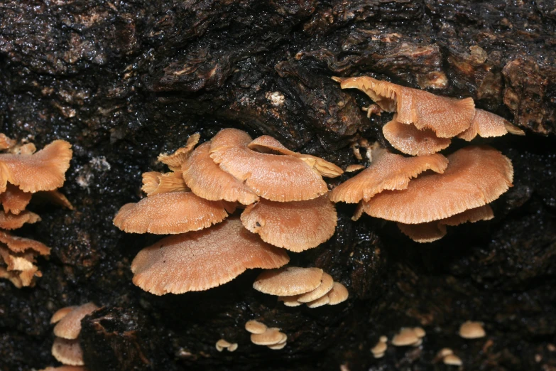 several small mushrooms grow on a rock in the woods