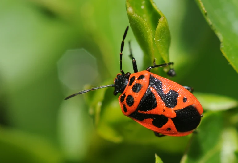 a red and black bug resting on a green leaf