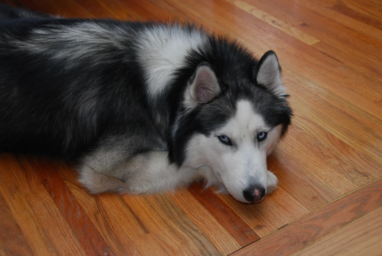 a black and white dog is sleeping on a hard wood floor