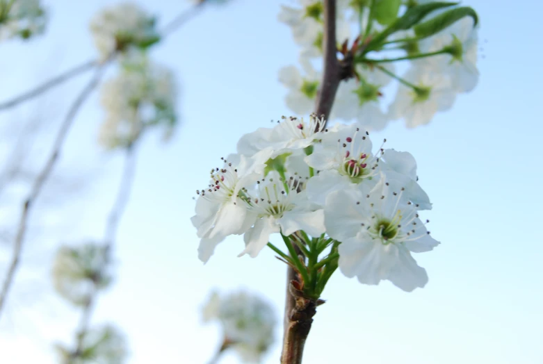 a flower on a white background with some green leaves