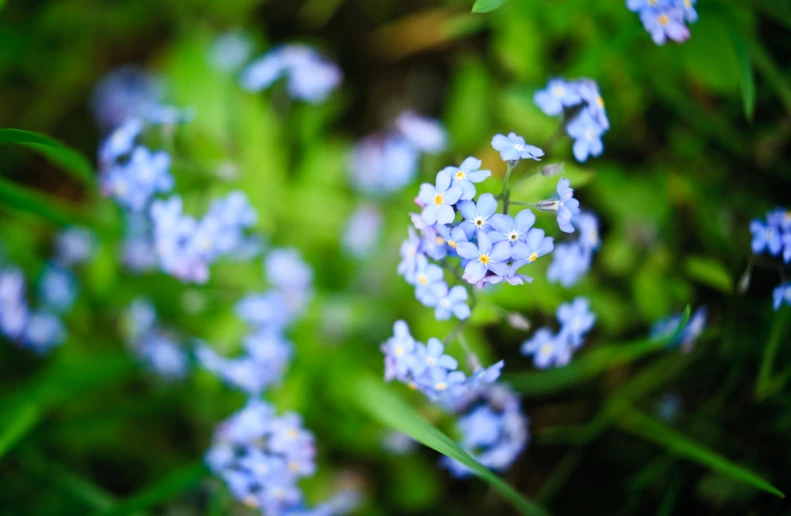 closeup of several blue flowers on top of grass