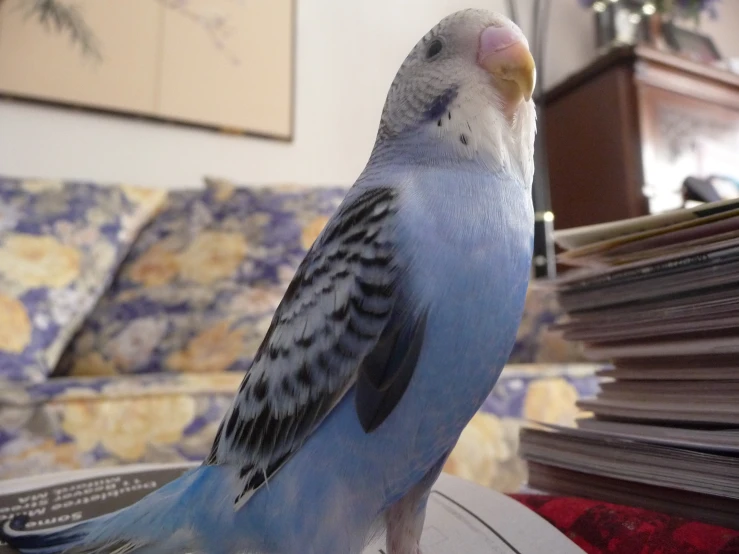 a blue parakeet perched on a stack of files