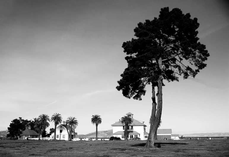 a single tree is standing alone on the grass