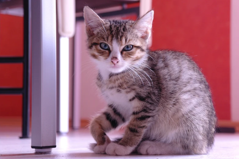 a cat looking in the same direction as a camera flash