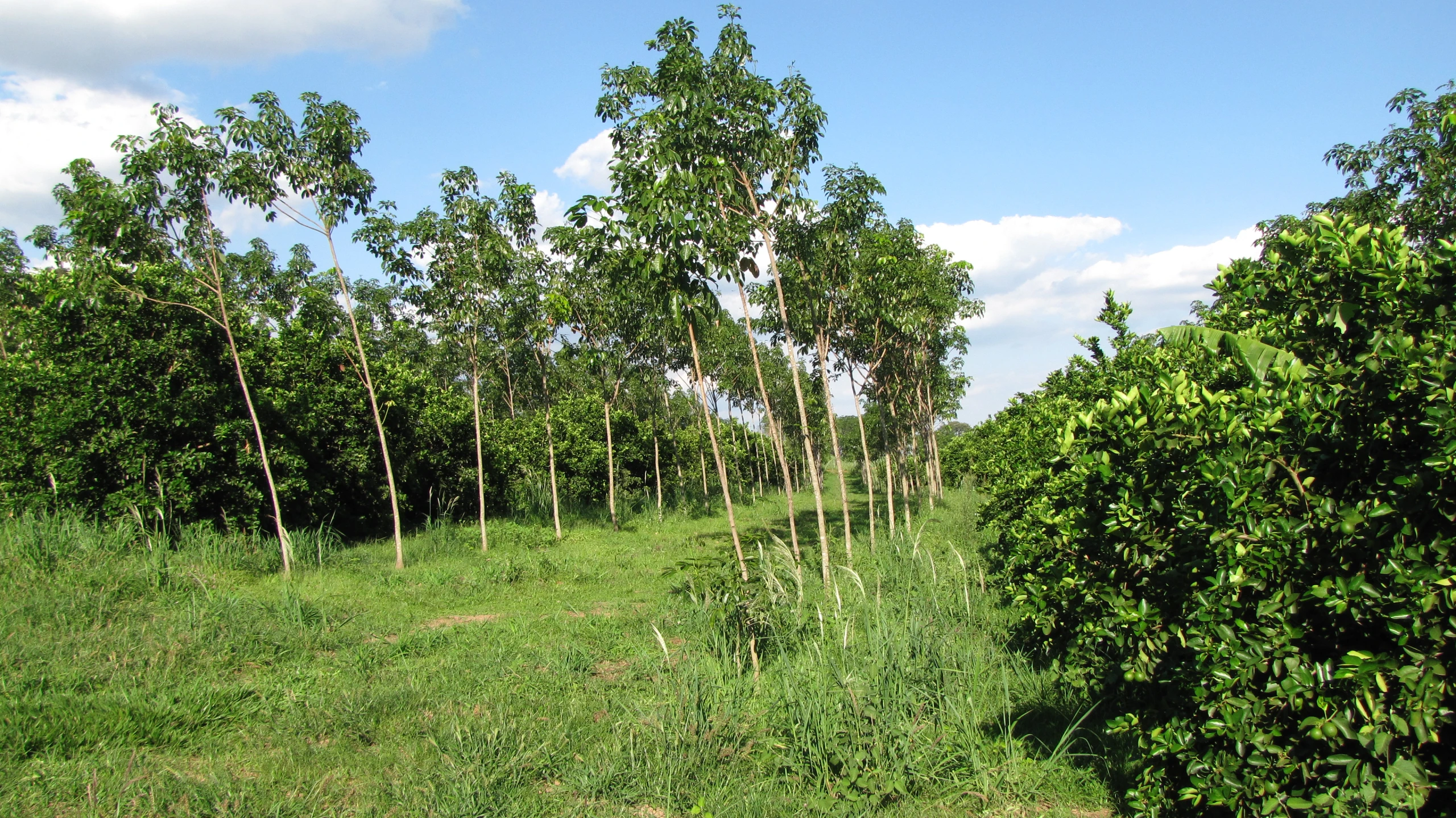 the field is overgrown with lots of grass and tall trees