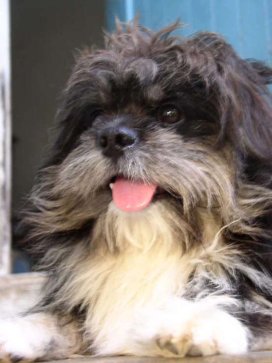 a fluffy dog with long hair sitting on the ground