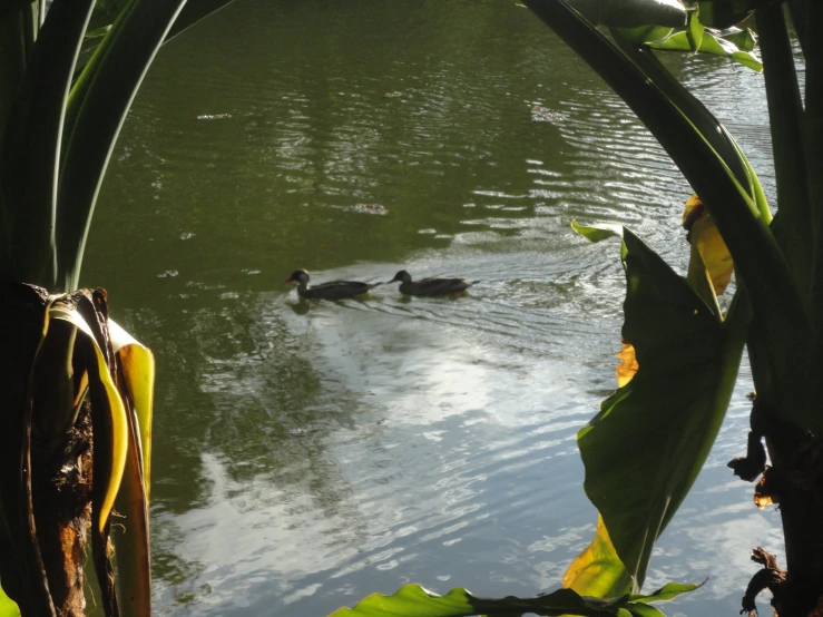 a pair of mallards swim in a small pond