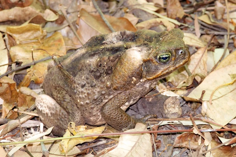a brown and green frog on the ground