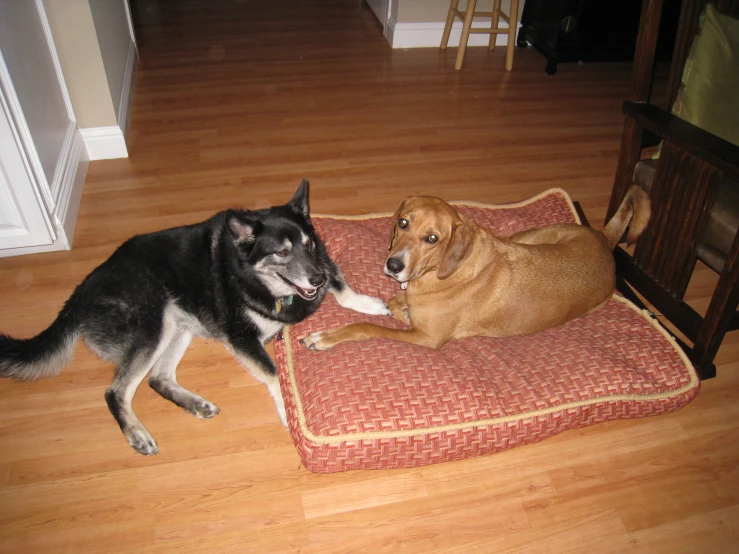 a dog sitting on a cushion that has been placed on the floor