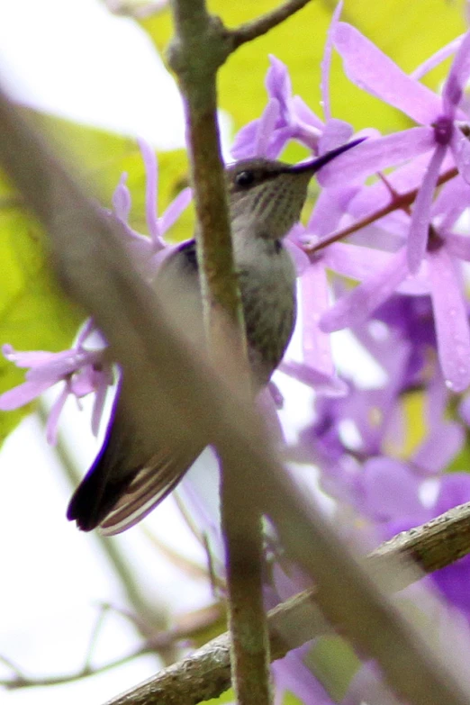 a small bird sits on a nch of a purple flower
