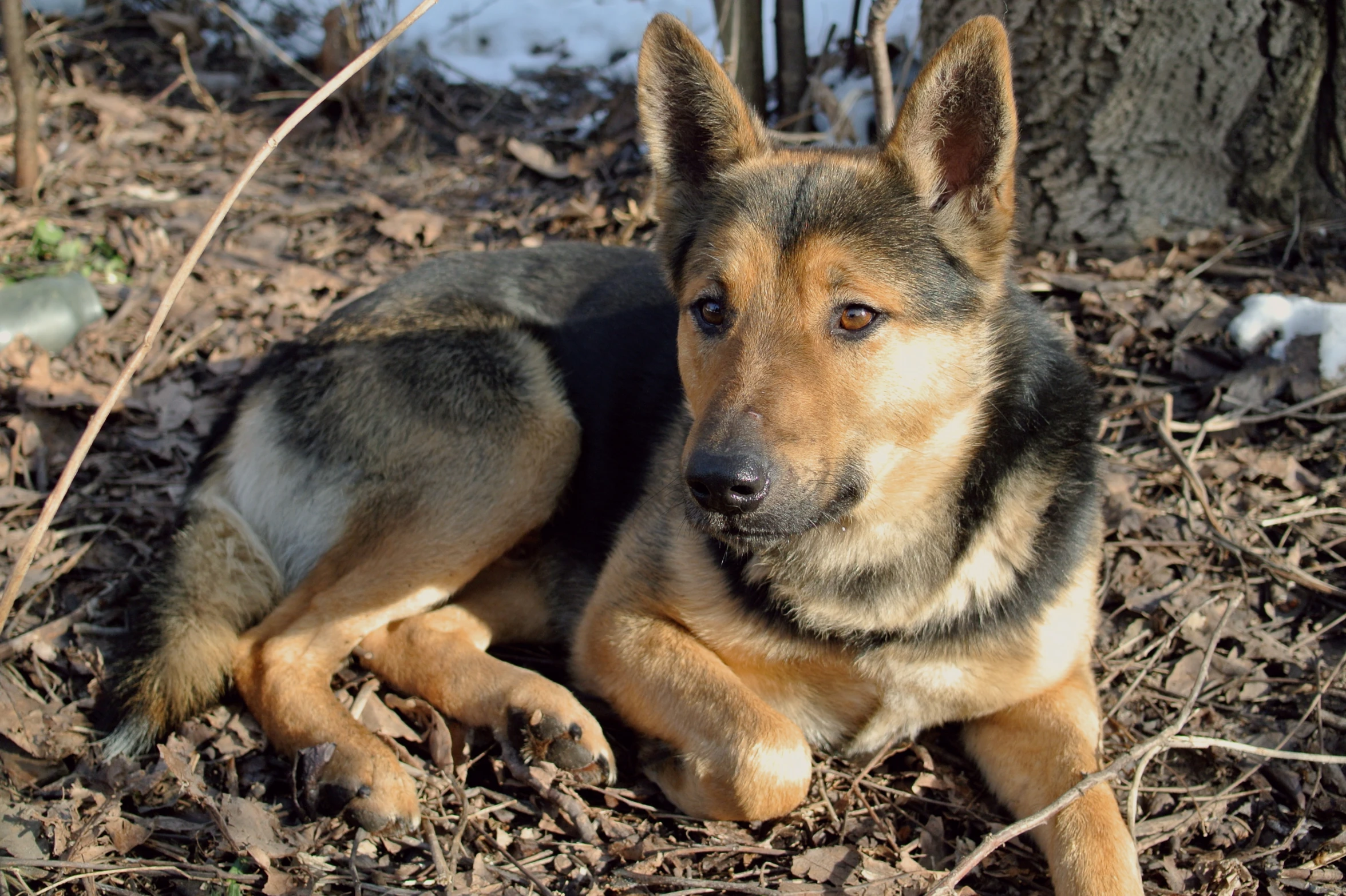 a german shepard lying in the middle of the woods