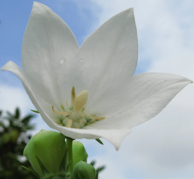 a large white flower with some buds coming out