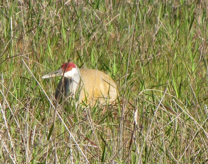 a small bird with red head standing in tall grass