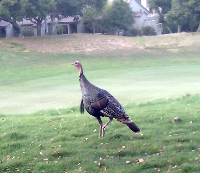 the large turkey is walking in the field