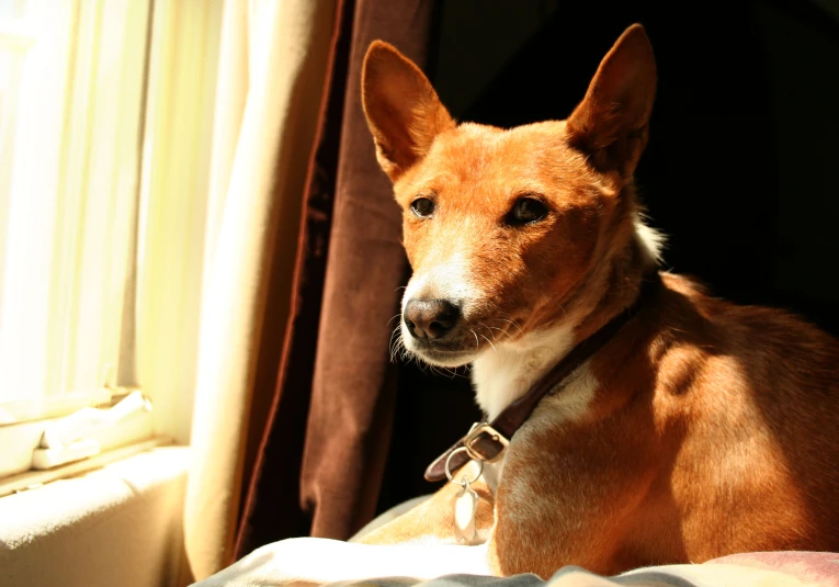 a brown dog with white patches sitting on a bed