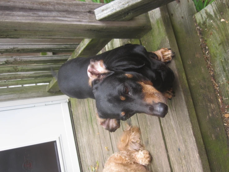 a dog looking up at a kitten sitting by the outside door