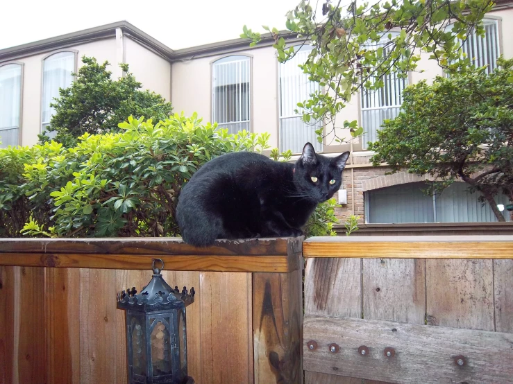 a black cat sits on top of the fence