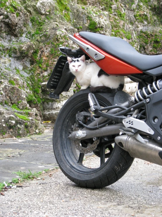 cat sitting on the back tire of a motorcycle