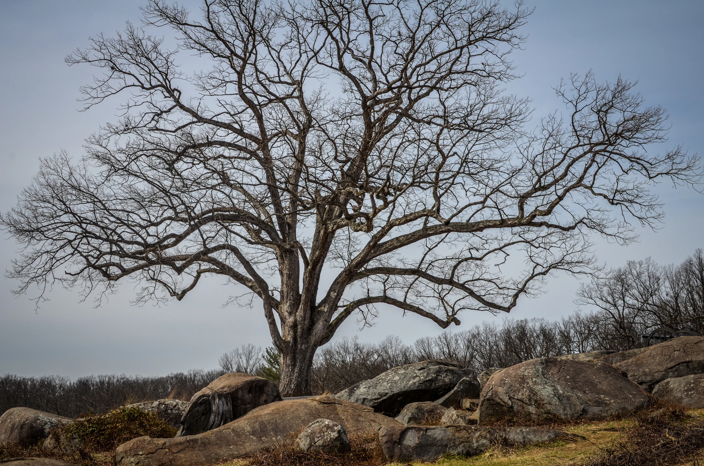 the large barren tree is next to the rocks