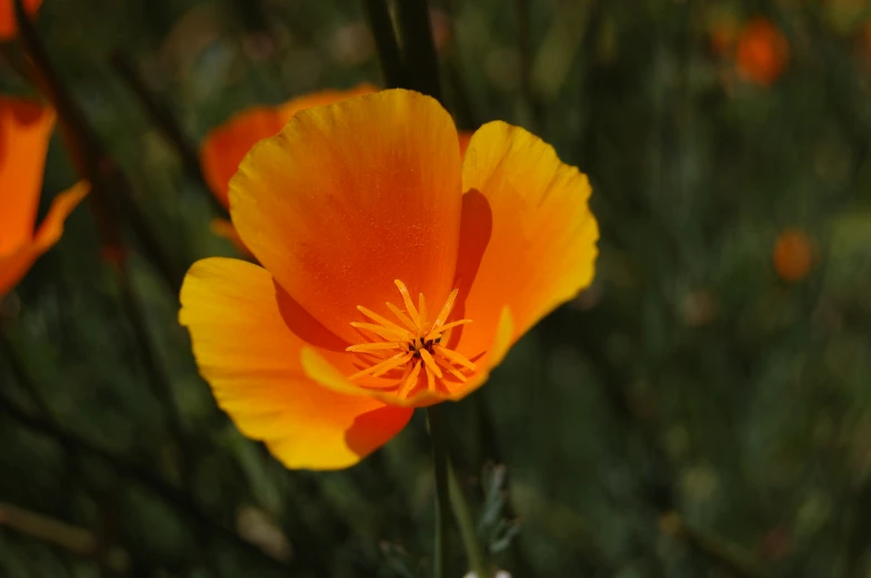 an orange flower that is blooming in the field