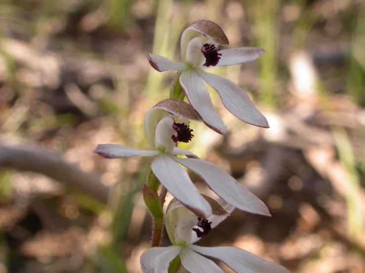 a flower in bloom sits on the stems