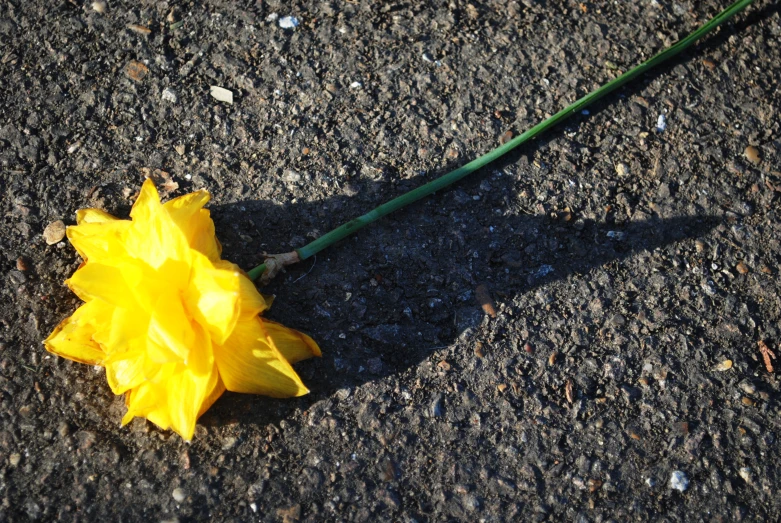 a yellow flower with a green stem on asphalt