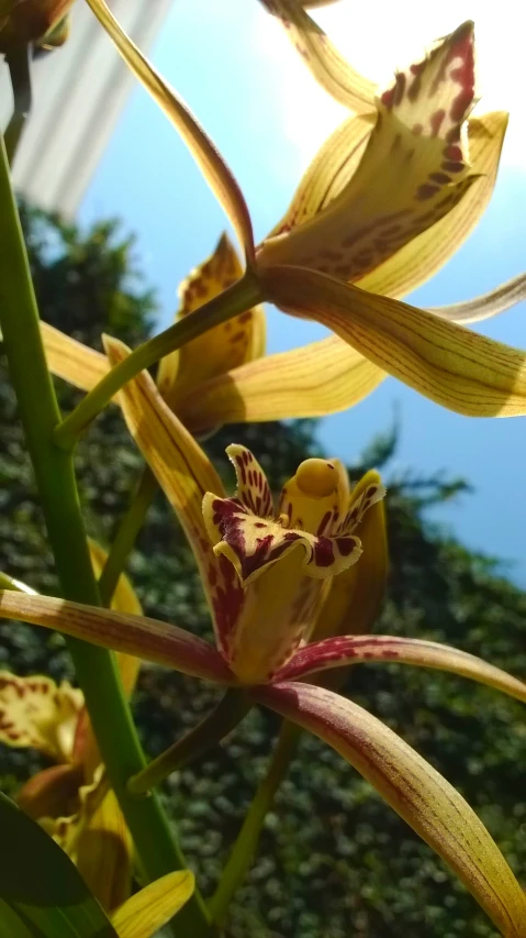 a close up of an orchid with very thin leaves