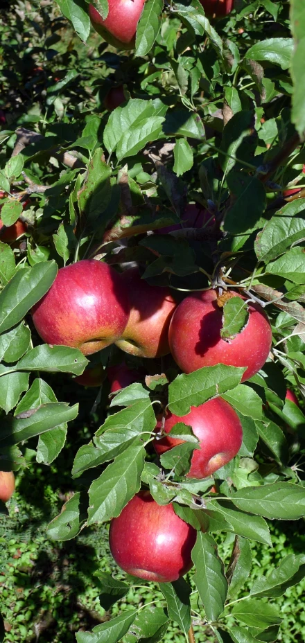 a group of apples on the nch of a tree