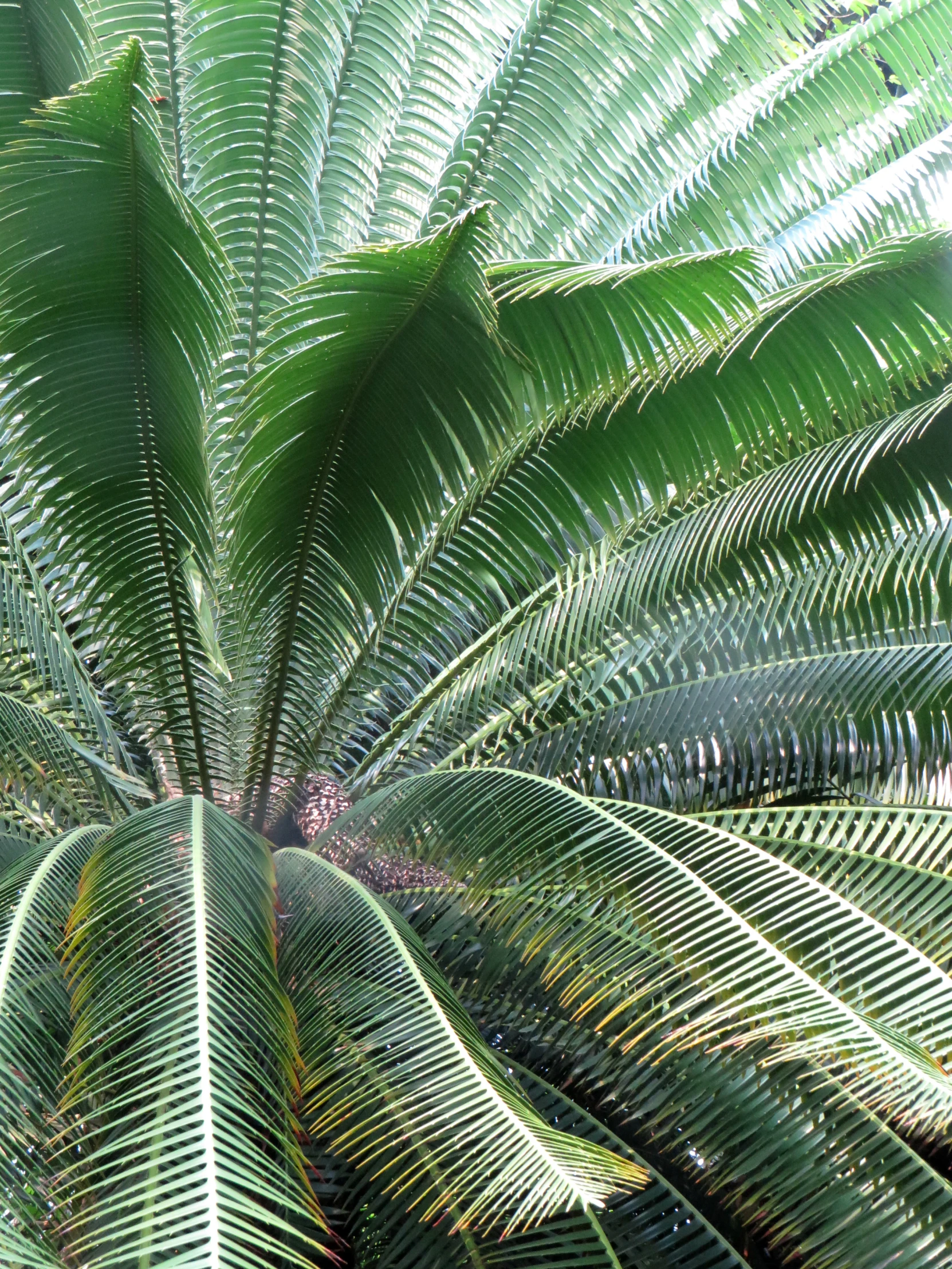 the underside of a palm tree in the shade