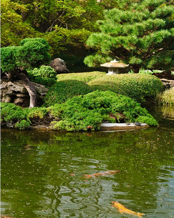 a pond with gold fish swimming in it