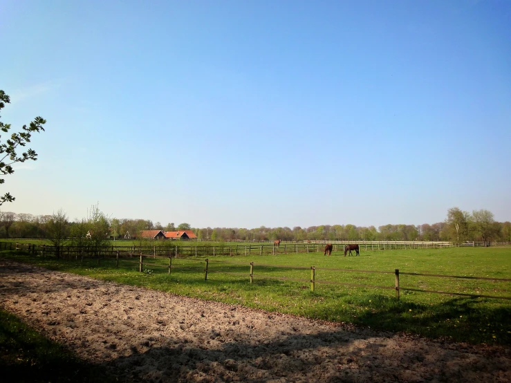 horses grazing on green grass on a clear day