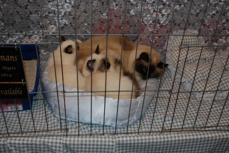 two dogs are laying in their small pet cages