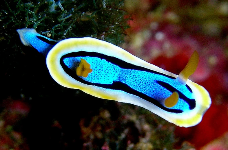 an image of a fish on a coral looking at the camera