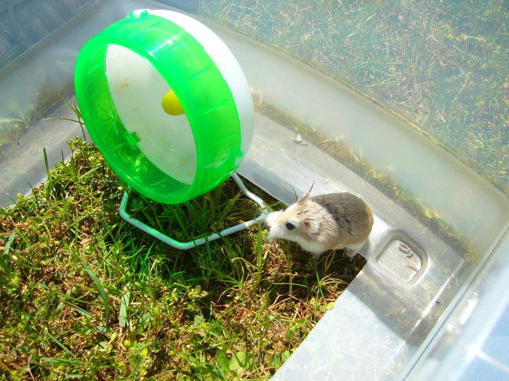 a small animal with it's mouth in a green and white ball