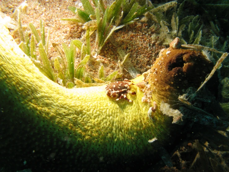 a close up of a plant with an insect inside