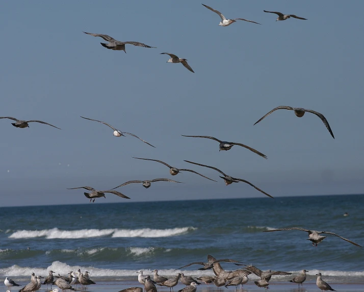 birds flying low over a beach with waves