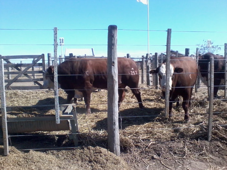 cows behind a fence in an enclosure with a flag pole