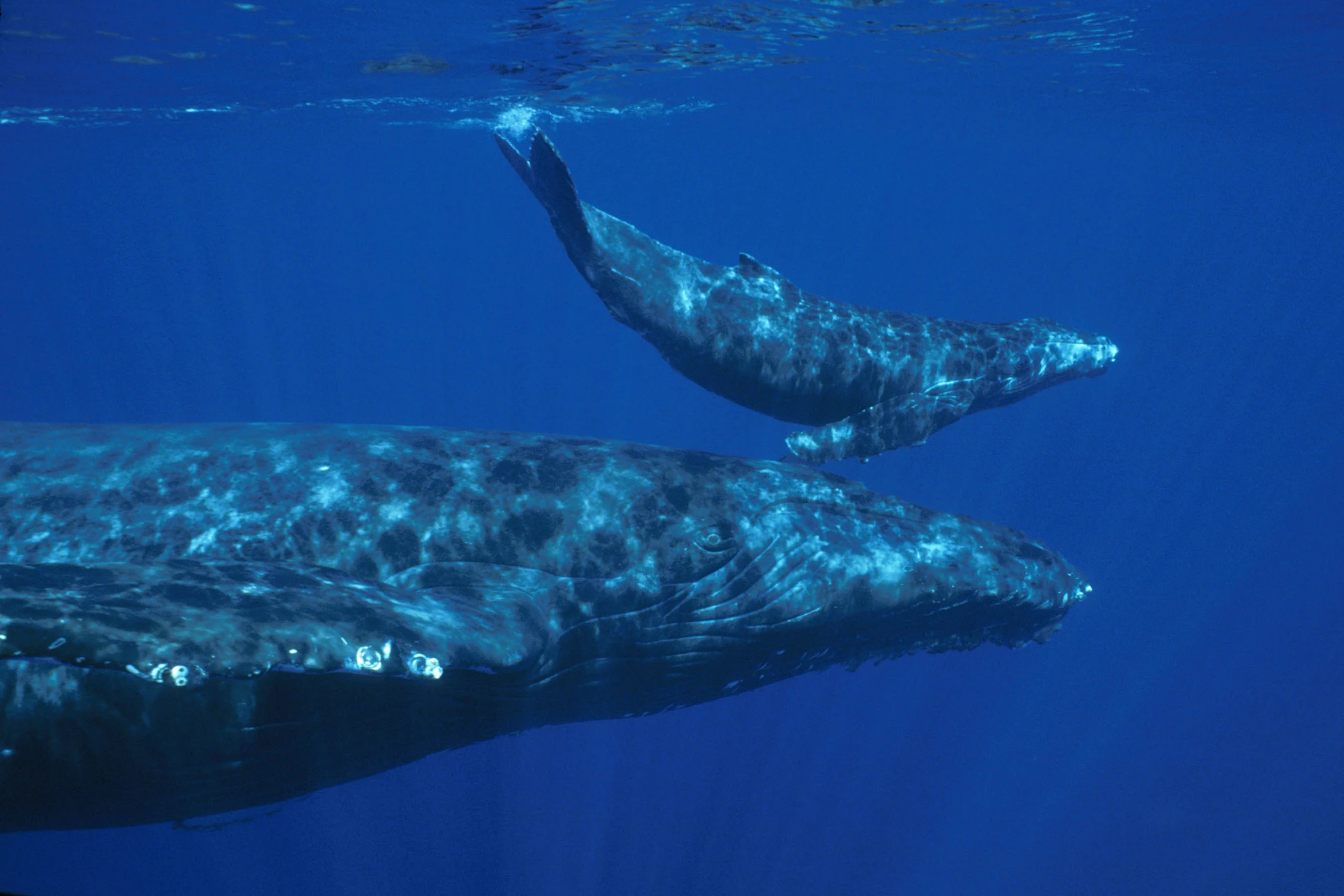 two dolphins in the blue water underwater